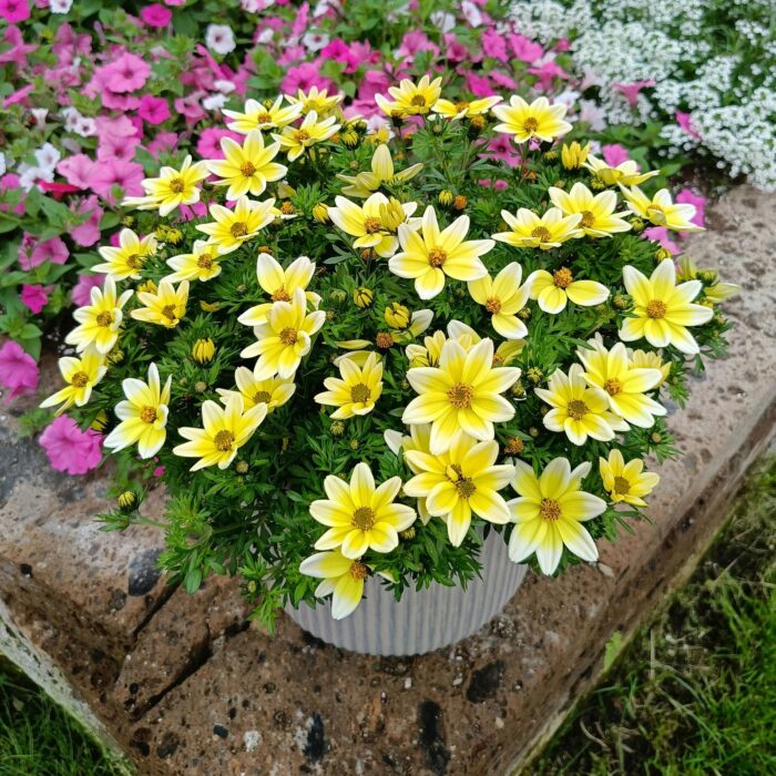 BIDENS Spicy Electric White - Image 2