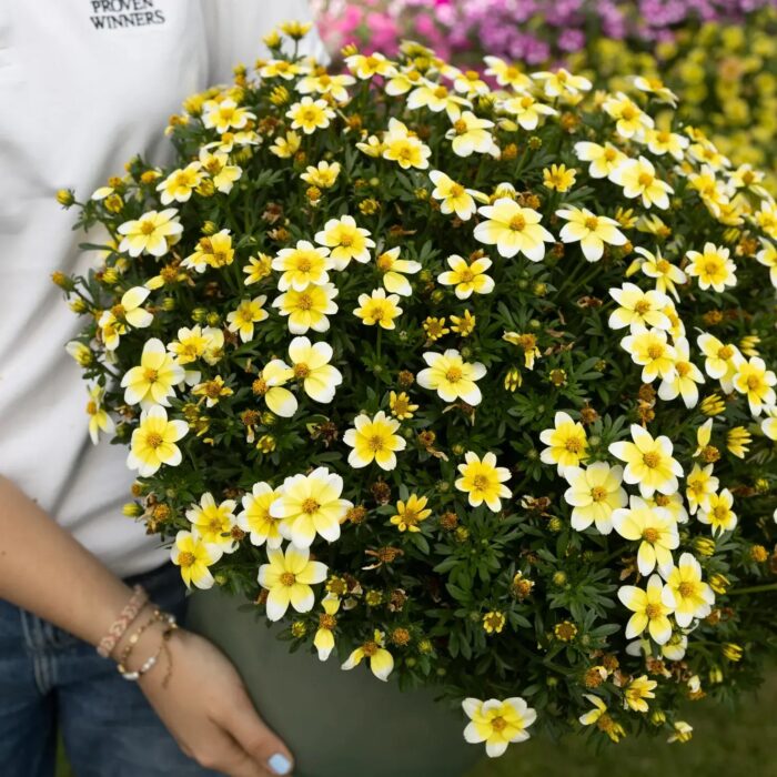 BIDENS Spicy Electric White - Image 3
