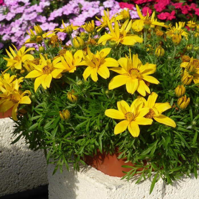 BIDENS Super Star - Image 3