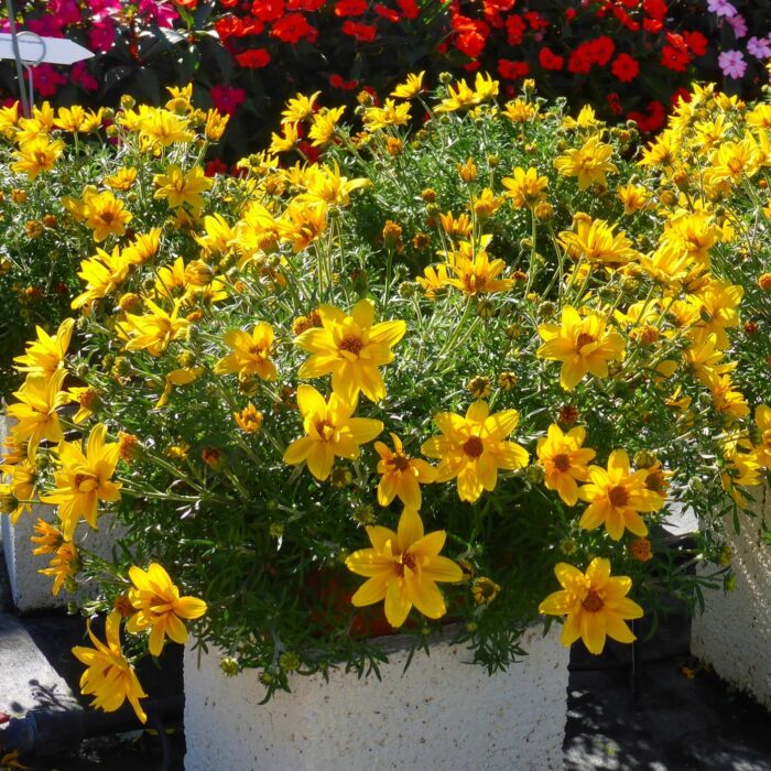 BIDENS Super Star - Image 2