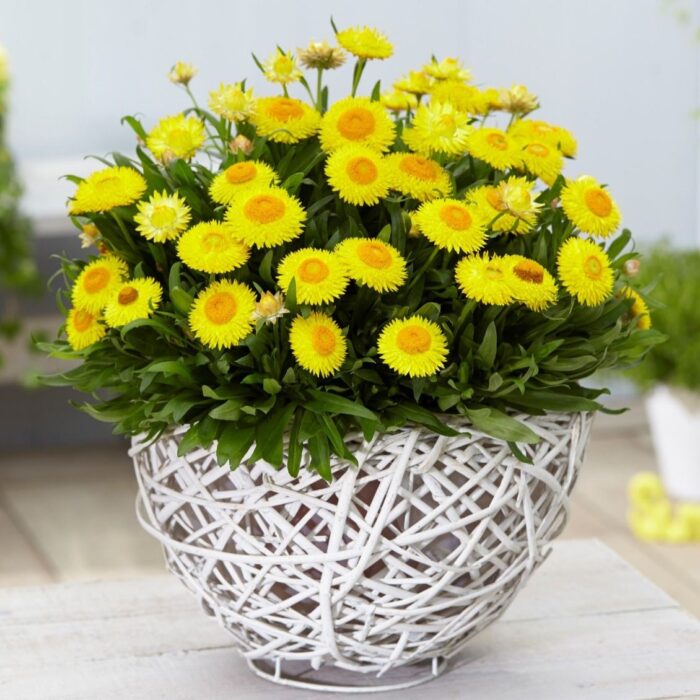 BRACTEANTHA Granvia Gold Yellow - Image 2