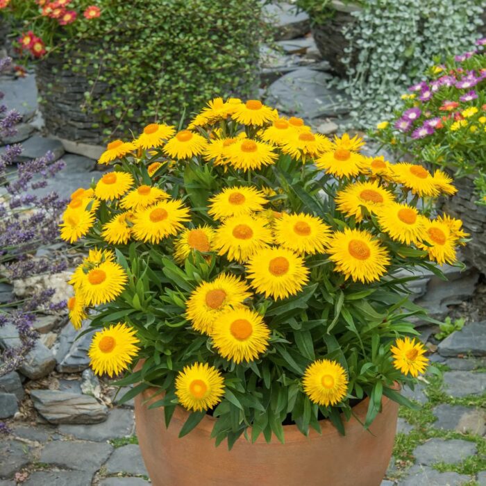 BRACTEANTHASUNBRELLABIGYELLOWPL.jpg
