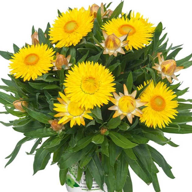 BRACTEANTHASUNBRELLABIGYELLOWPL_1.jpg BRACTEANTHA SUNBRELLA Big Yellow - Image 2