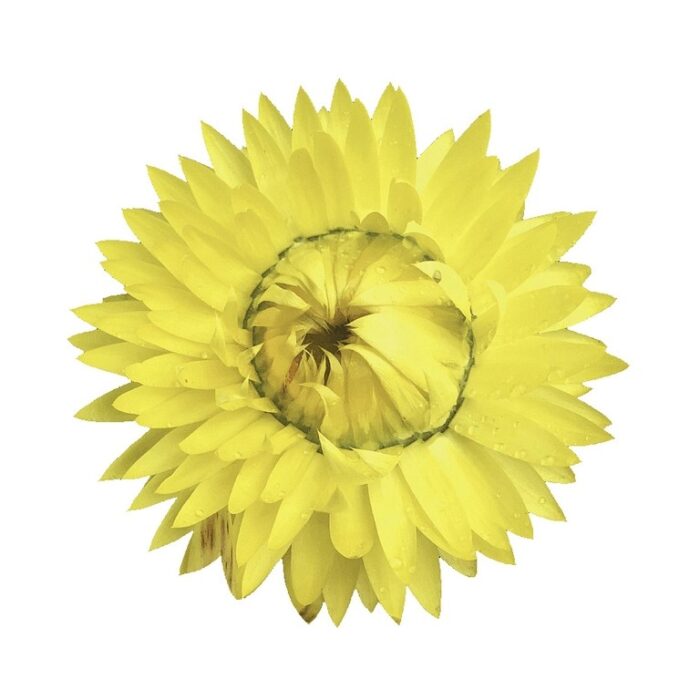 BRACTEANTHASUNBRELLABIGYELLOWPL_2.jpg BRACTEANTHA SUNBRELLA Big Yellow - Image 3