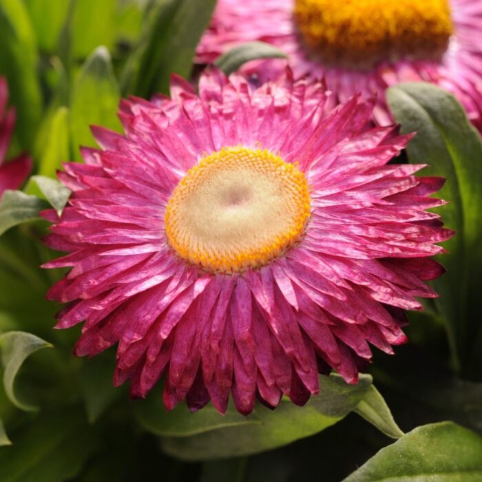 BRACTEANTHASUNBRELLAMAGENTAPL.jpg