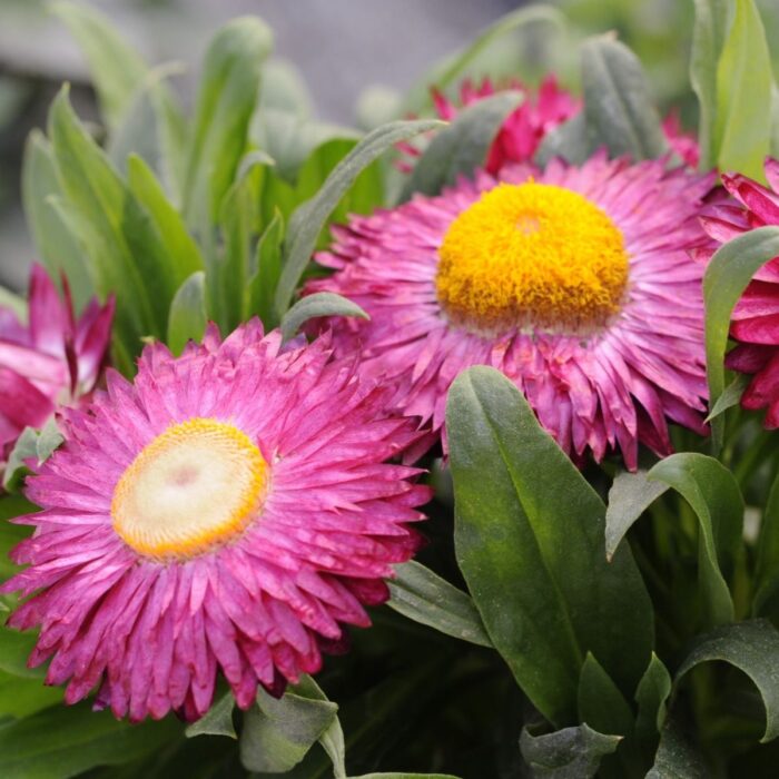 BRACTEANTHASUNBRELLAMAGENTAPL_1.jpg BRACTEANTHA SUNBRELLA Magenta - Image 2