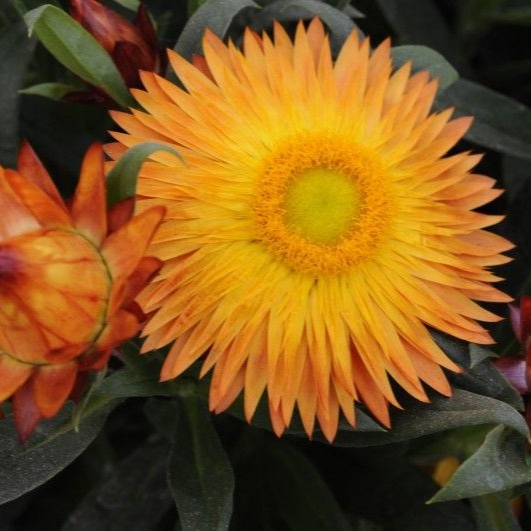 BRACTEANTHASUNBRELLAORANGEPL.jpg