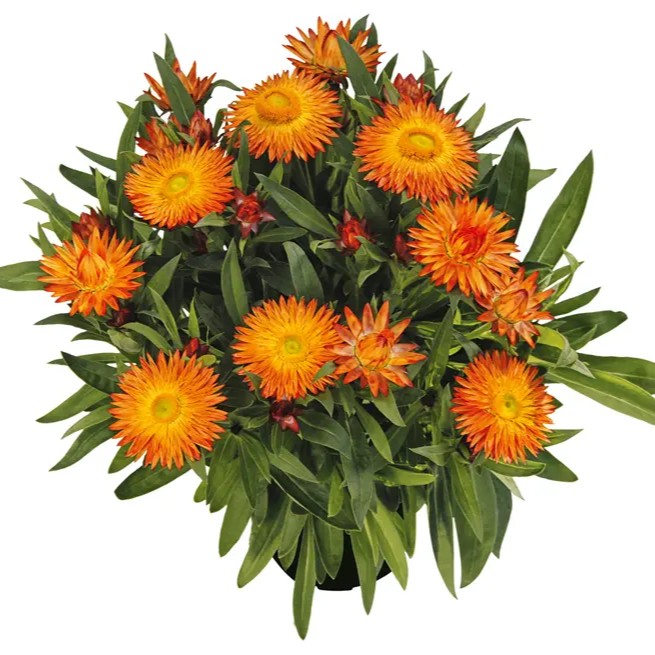 BRACTEANTHASUNBRELLAORANGEPL_1.jpg BRACTEANTHA SUNBRELLA Orange - Image 3
