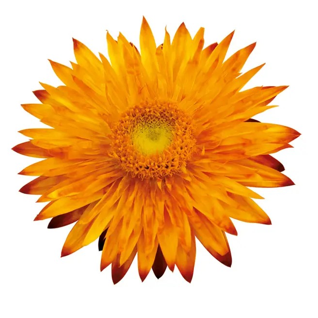 BRACTEANTHASUNBRELLAORANGEPL_2.jpg BRACTEANTHA SUNBRELLA Orange - Image 2