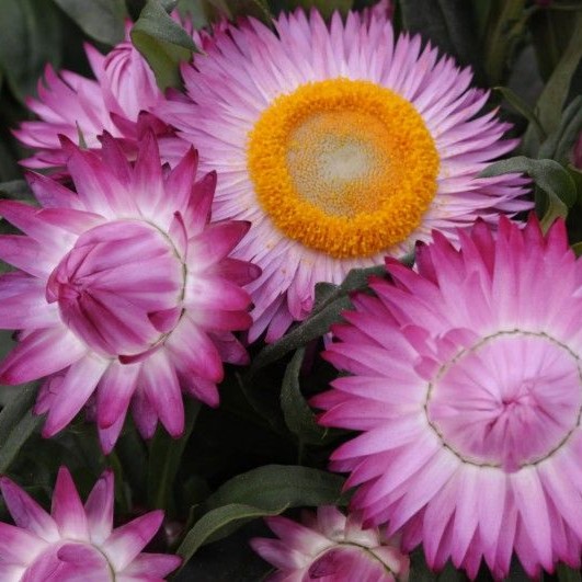 BRACTEANTHASUNBRELLAPINKPL.jpg