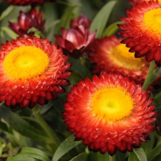 BRACTEANTHASUNBRELLAREDPL.jpg