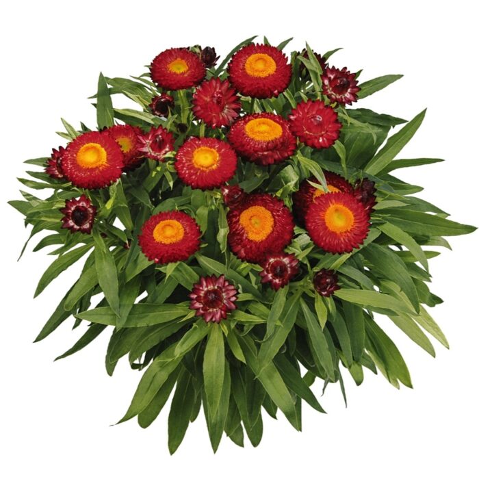 BRACTEANTHASUNBRELLAREDPL_1.jpg BRACTEANTHA SUNBRELLA Red - Image 3