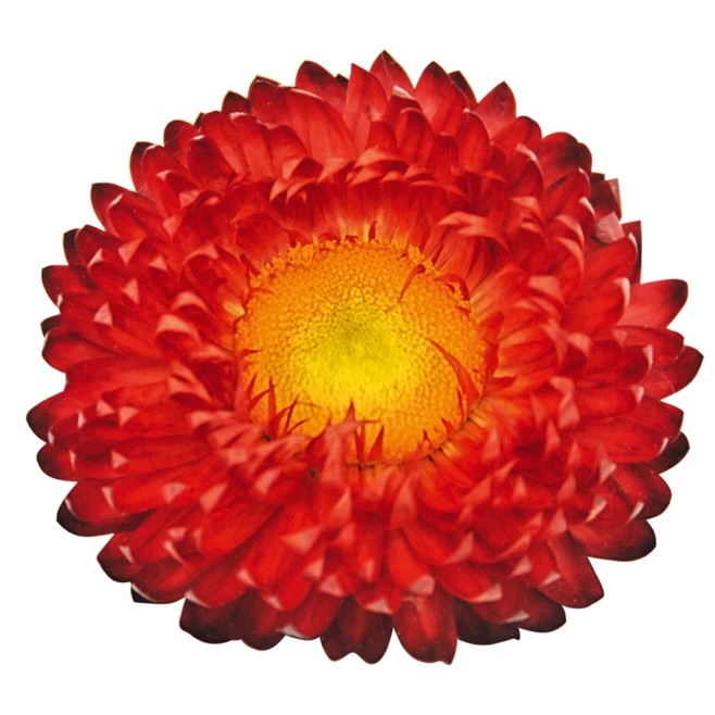BRACTEANTHASUNBRELLAREDPL_2.jpg BRACTEANTHA SUNBRELLA Red - Image 2