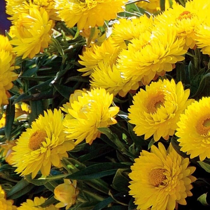 BRACTEANTHASUNBRELLATOTALLYYELLOWPL_2.jpg BRACTEANTHA SUNBRELLA Totally Yellow - Image 3