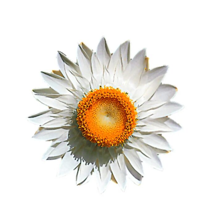 BRACTEANTHA SUNBRELLA White - Image 2