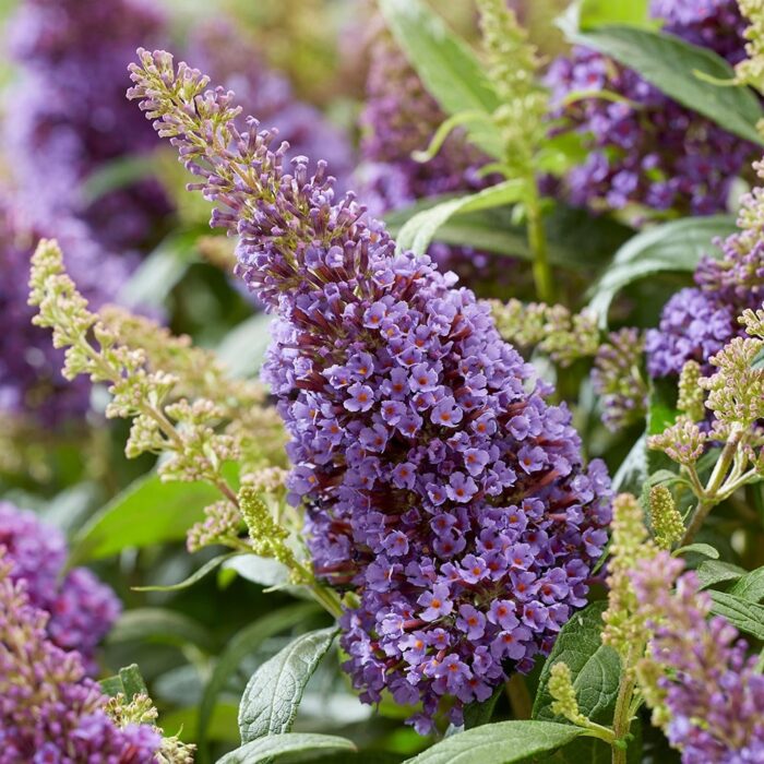 BUDDLEJABUTTERFLYCANDYLITTLELILAPL.jpg