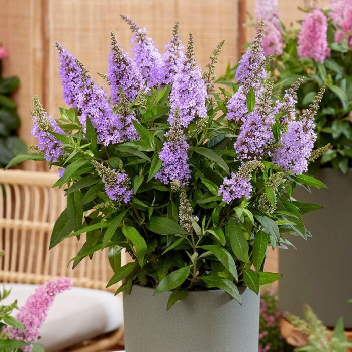 BUDDLEJABUTTERFLYCANDYLITTLELILAPL_1.jpg BUDDLEJA BUTTERFLY CANDY Little Lila - Image 2
