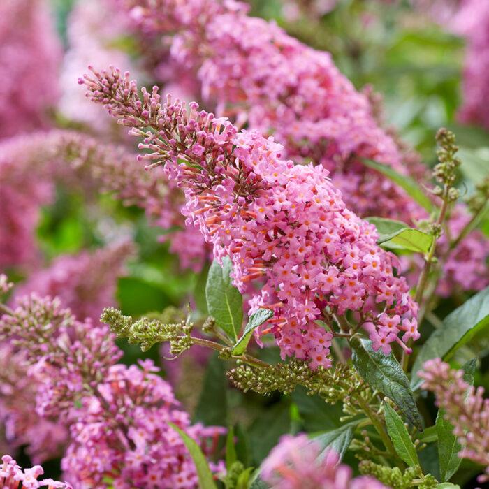 BUDDLEJABUTTERFLYCANDYLITTLEPINKPL.jpg