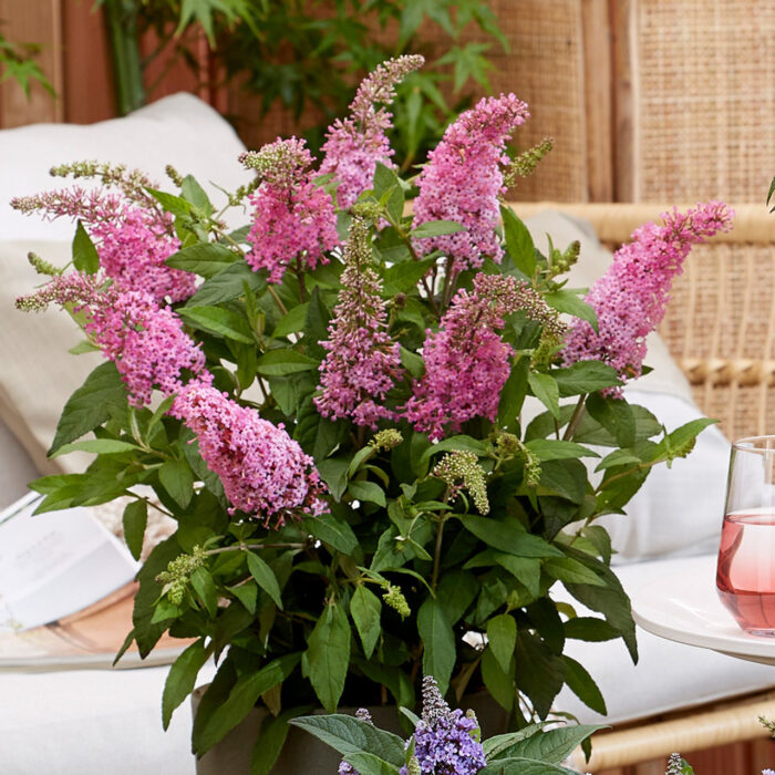 BUDDLEJABUTTERFLYCANDYLITTLEPINKPL_1.jpg BUDDLEJA BUTTERFLY CANDY Little Pink - Image 3