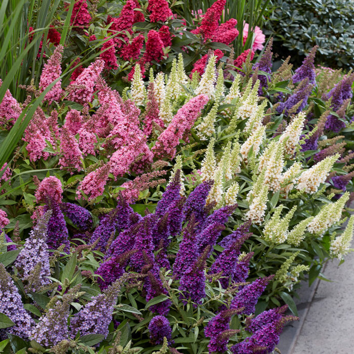 BUDDLEJABUTTERFLYCANDYLITTLEPINKPL_2.jpg BUDDLEJA BUTTERFLY CANDY Little Pink - Image 4