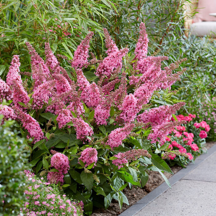 BUDDLEJABUTTERFLYCANDYLITTLEPINKPL_3.jpg BUDDLEJA BUTTERFLY CANDY Little Pink - Image 2
