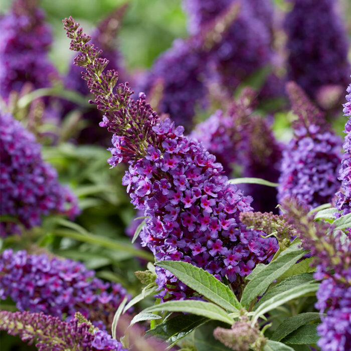 BUDDLEJABUTTERFLYCANDYLITTLEPURPLEPL.jpg