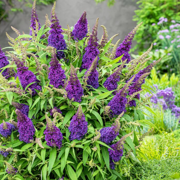 BUDDLEJABUTTERFLYCANDYLITTLEPURPLEPL_1.jpg BUDDLEJA BUTTERFLY CANDY Little Purple - Image 4
