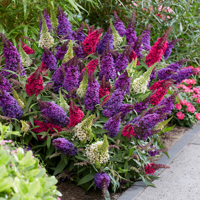 BUDDLEJABUTTERFLYCANDYLITTLEPURPLEPL_2.jpg BUDDLEJA BUTTERFLY CANDY Little Purple - Image 3