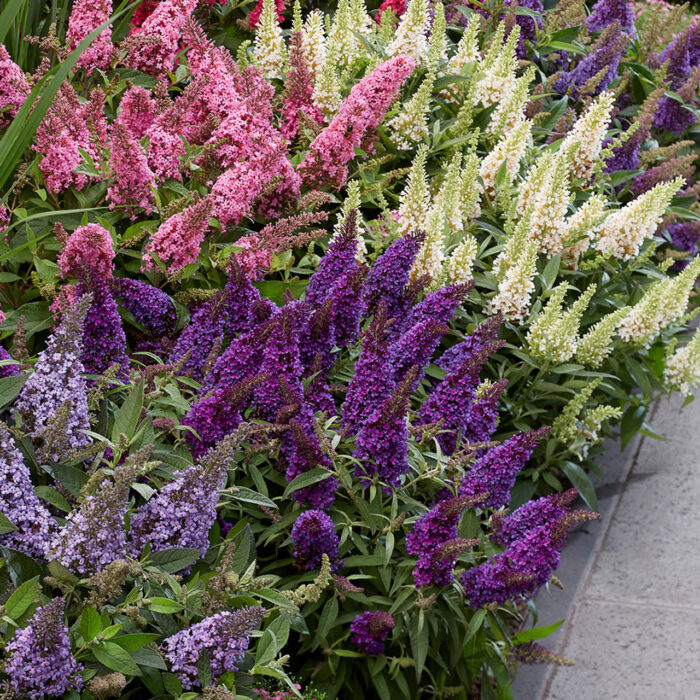 BUDDLEJABUTTERFLYCANDYLITTLEPURPLEPL_3.jpg BUDDLEJA BUTTERFLY CANDY Little Purple - Image 2