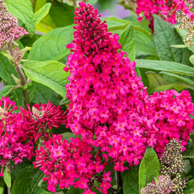 BUDDLEJABUTTERFLYCANDYLITTLERUBYPL.jpg