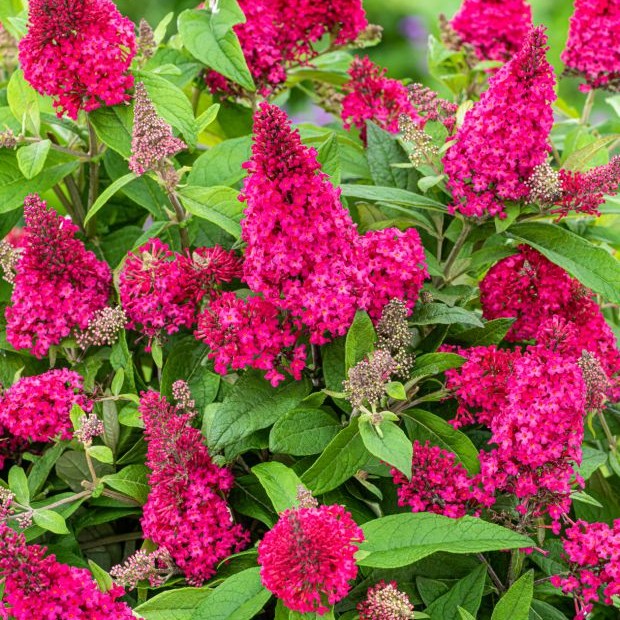 BUDDLEJABUTTERFLYCANDYLITTLERUBYPL_1.jpg BUDDLEJA BUTTERFLY CANDY Little Ruby - Image 2