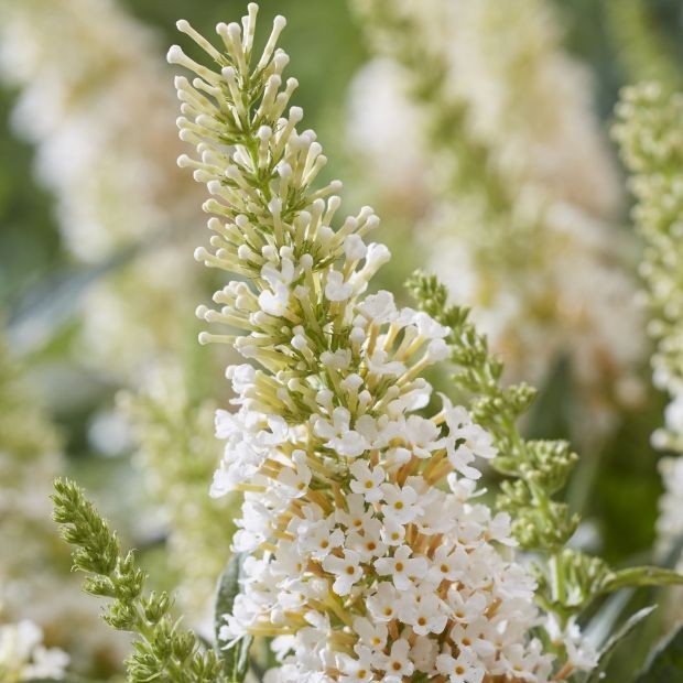 BUDDLEJABUTTERFLYCANDYLITTLEWHITEPL.jpg