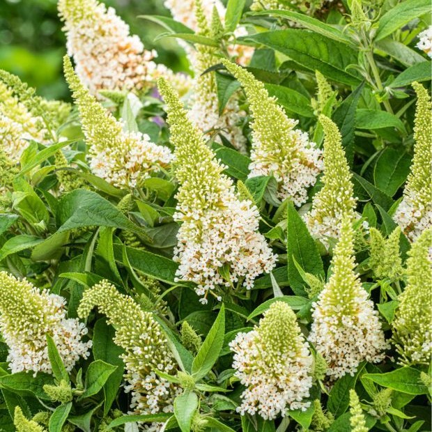 BUDDLEJABUTTERFLYCANDYLITTLEWHITEPL_1.jpg BUDDLEJA BUTTERFLY CANDY Little White - Image 3
