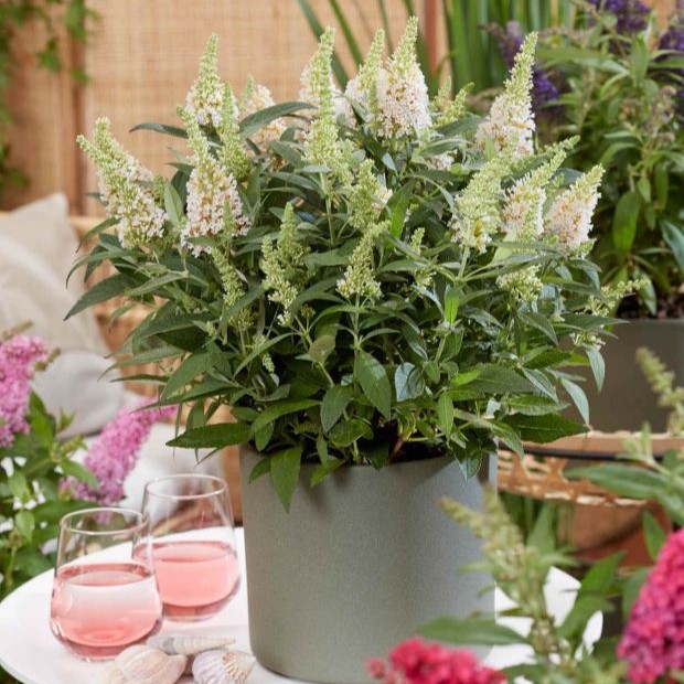 BUDDLEJABUTTERFLYCANDYLITTLEWHITEPL_2.jpg BUDDLEJA BUTTERFLY CANDY Little White - Image 2