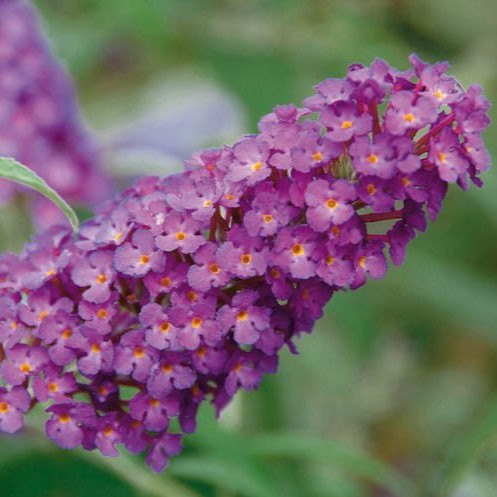BUDDLEJABUZZMAGENTAIMPROVEDPL.jpeg