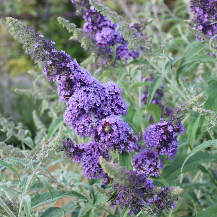 BUDDLEJABUZZSKYBLUEPL.jpg