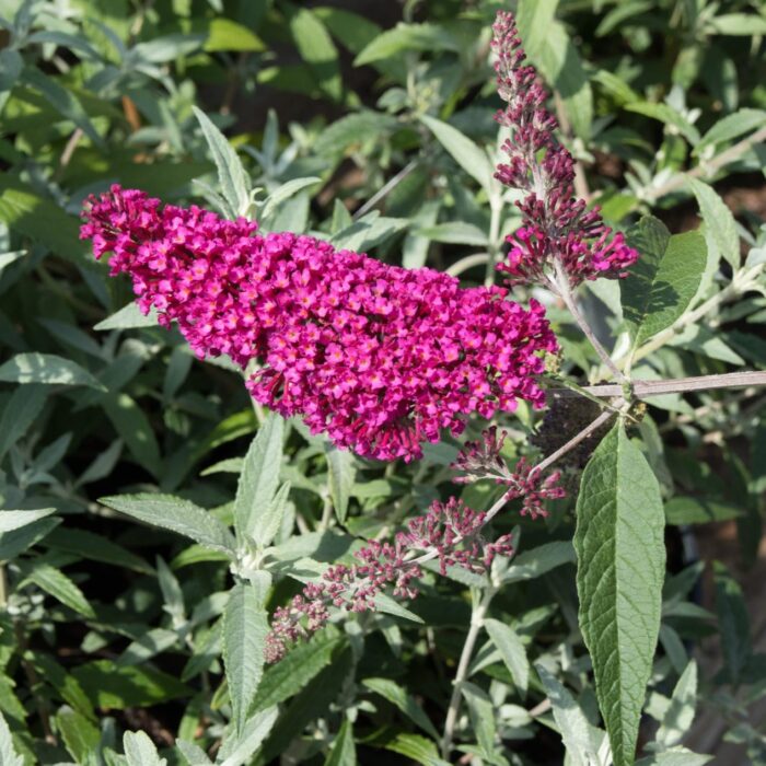 BUDDLEJABUZZVELVETPL.jpg