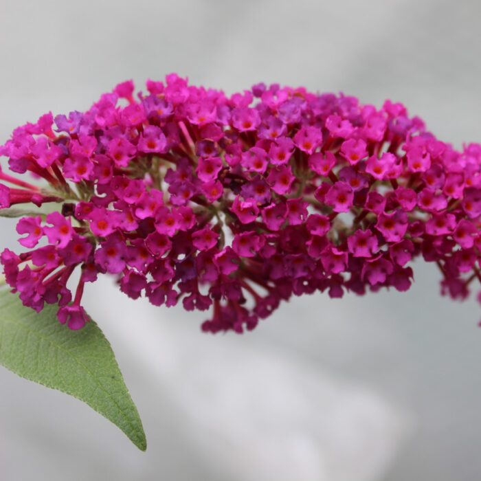 BUDDLEJABUZZVELVETPL_1.jpg BUDDLEJA BUZZ Velvet - Image 2