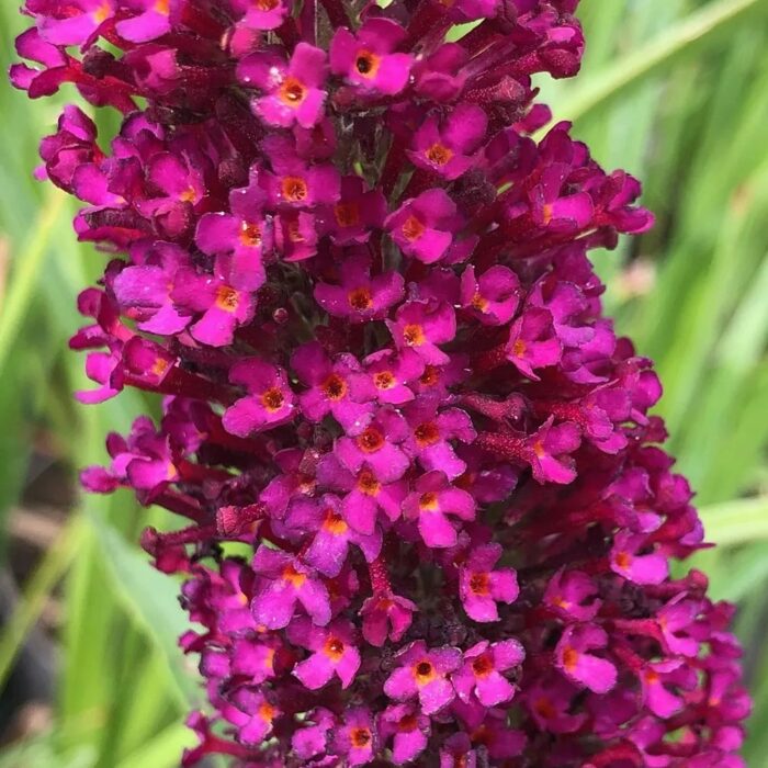 BUDDLEJABUZZWINEPL.jpg