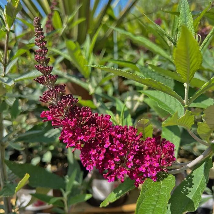 BUDDLEJABUZZWINEPL_1.jpg BUDDLEJA BUZZ Wine - Image 2