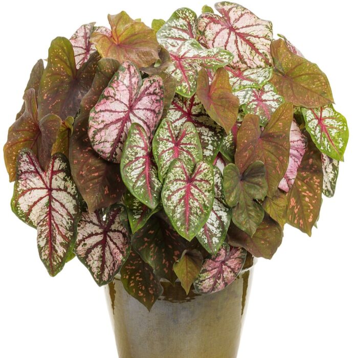CALADIUMBOTTLEROCKETPL_1.jpg CALADIUM Bottle Rocket - Image 2