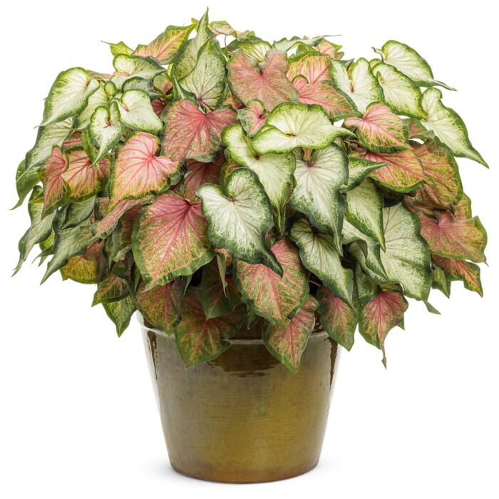 CALADIUMCHINOOKPL_1.jpg CALADIUM Chinook - Image 2
