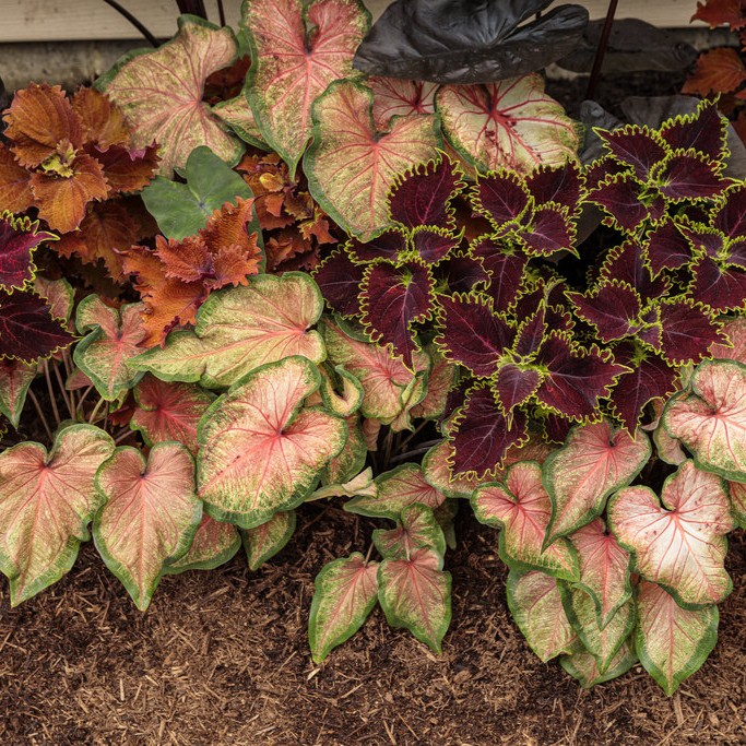 CALADIUMCHINOOKPL_2.jpg CALADIUM Chinook - Image 4