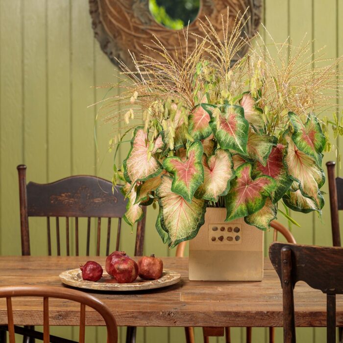 CALADIUMCHINOOKPL_3.jpg CALADIUM Chinook - Image 3