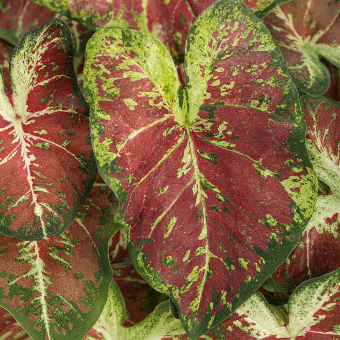 CALADIUMDAWNTODUSKPL_1.jpg CALADIUM Dawn to Dusk - Image 2