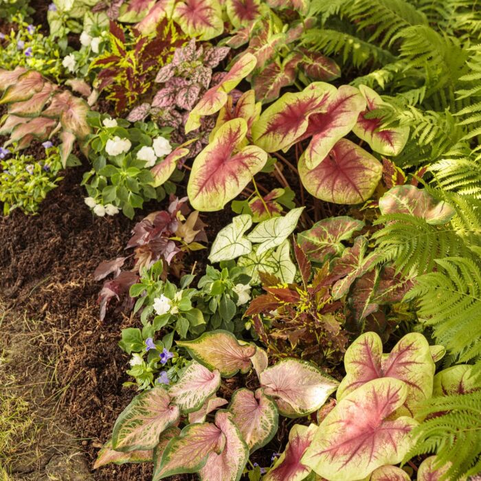 CALADIUMDAWNTODUSKPL_2.jpg CALADIUM Dawn to Dusk - Image 3