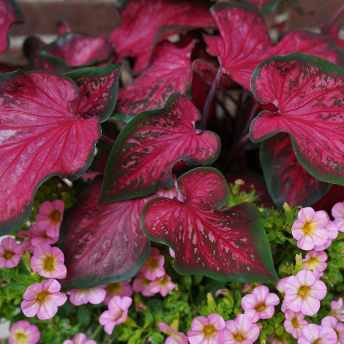 CALADIUMFASTFLASHPL_1.jpg CALADIUM Fast Flash - Image 3