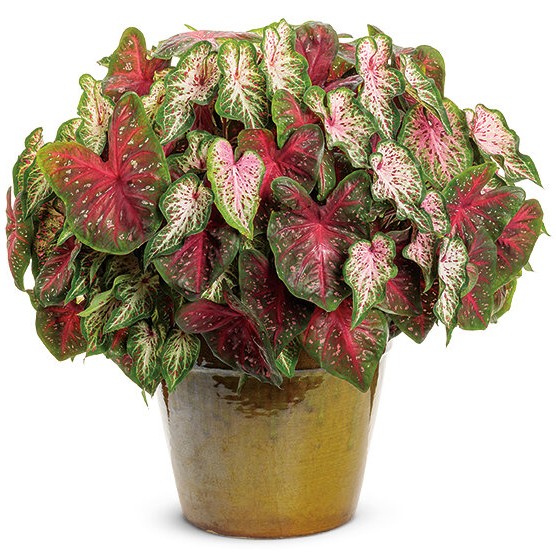 CALADIUMFASTFLASHPL_2.jpg CALADIUM Fast Flash - Image 2