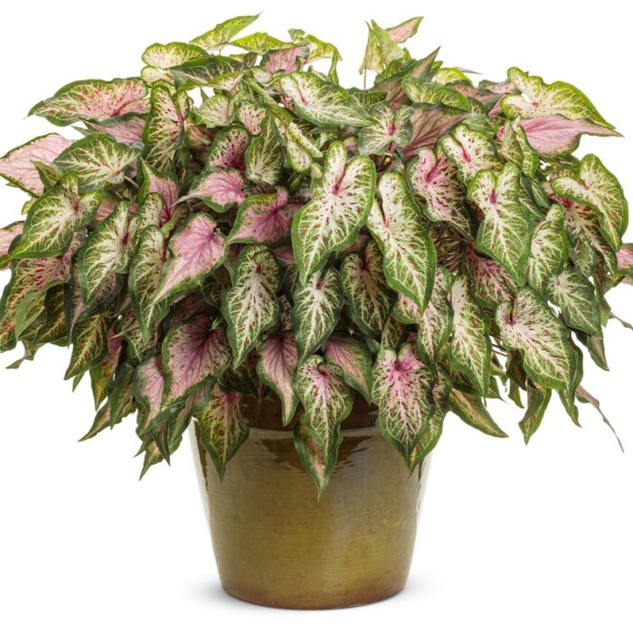CALADIUMHEARTANDSOULPL_1.jpg CALADIUM Heart and Soul - Image 2