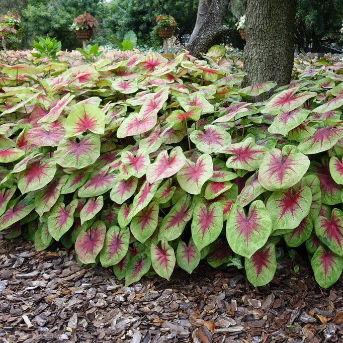 CALADIUMLEMONBLUSHPL_1.jpg CALADIUM Lemon Blush - Image 2